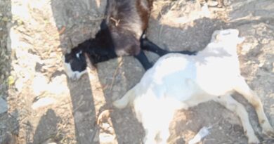 तेंदुए का हमला: शमाह पम्ता में किसान की 6 बकरियां मारी, हजारों का नुकसान