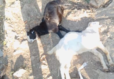 तेंदुए का हमला: शमाह पम्ता में किसान की 6 बकरियां मारी, हजारों का नुकसान